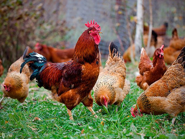 Породы куриц | ЗооТом - продажа, вязка и услуги для животных в Горняке