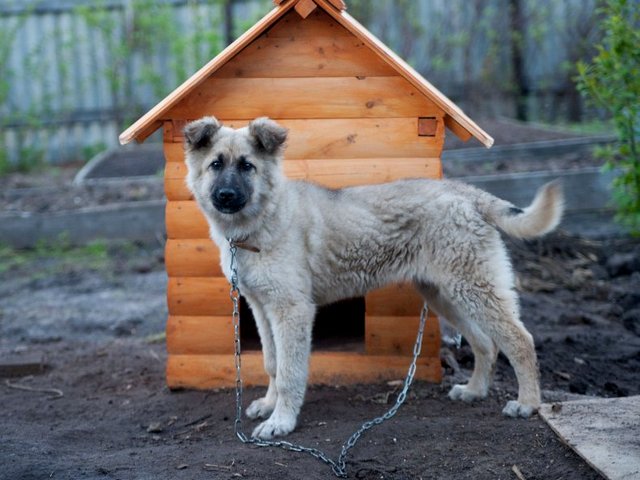 Все о собаках в Горняке